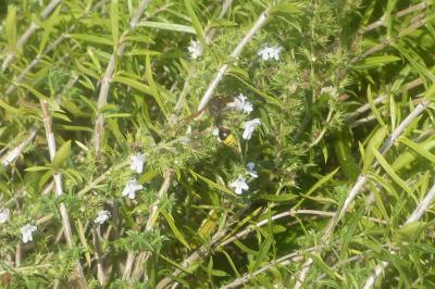 <i>Delta unguiculatum</i>