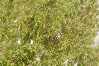 <i>Delta unguiculatum</i>