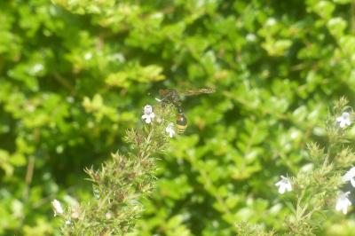 <i>Delta unguiculatum</i>