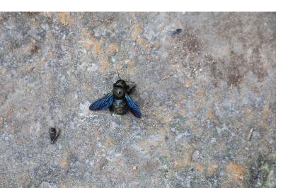 <i>Xylocopa violacea</i>
