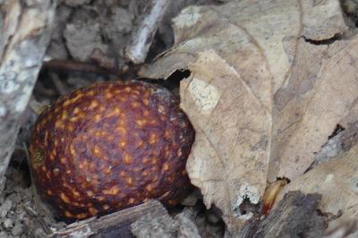 <i>Cynips quercusfolii</i>