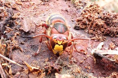 <i>Vespa crabro</i>