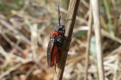 <i>Dolerus</i>