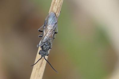 <i>Dolerus</i>