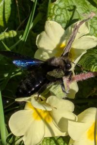 <i>Xylocopa violacea</i>
