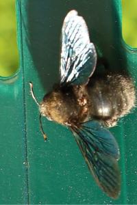<i>Xylocopa violacea</i>