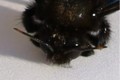 <i>Xylocopa violacea</i>