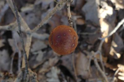 <i>Andricus kollari</i>