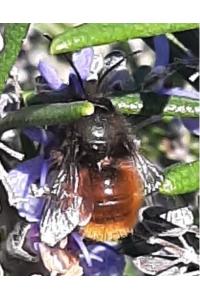 <i>Osmia cornuta</i>