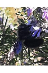 <i>Xylocopa violacea</i>