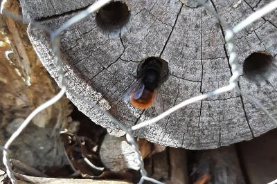 <i>Osmia cornuta</i>