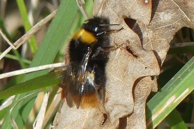 <i>Bombus pratorum</i>