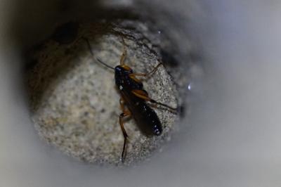 <i>Diphyus quadripunctorius</i>