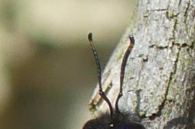 <i>Xylocopa violacea</i>