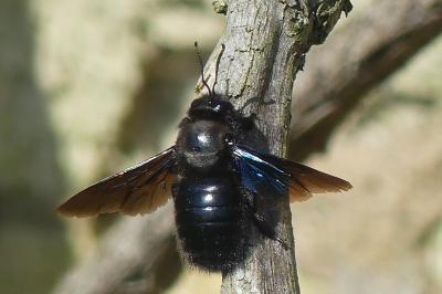 <i>Xylocopa violacea</i>