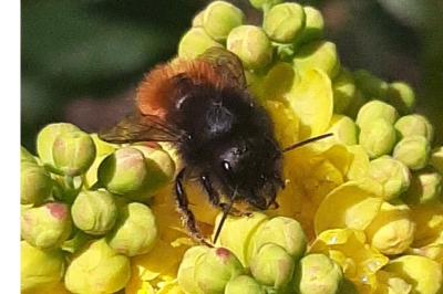 <i>Osmia cornuta</i>