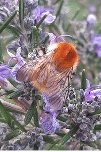<i>Bombus sp (pascuorum/humilis/muscorum)</i>
