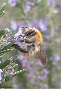 <i>Bombus sp (pascuorum/humilis/muscorum)</i>