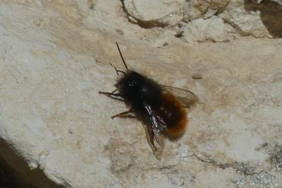 <i>Osmia cornuta</i>