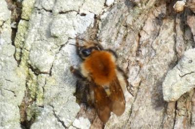 <i>Bombus</i>