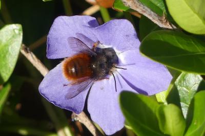 <i>Osmia cornuta</i>