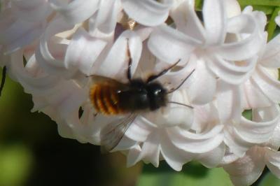 <i>Osmia cornuta</i>