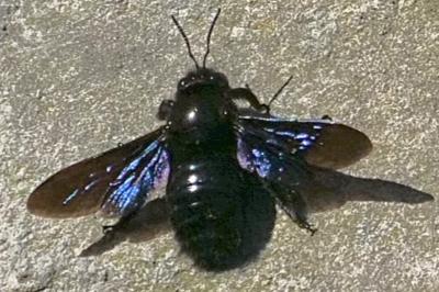 <i>Xylocopa</i>