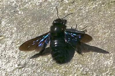 <i>Xylocopa</i>