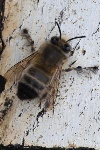 <i>Anthophora plumipes</i>