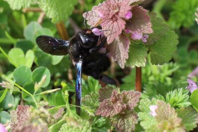 <i>Xylocopa violacea</i>