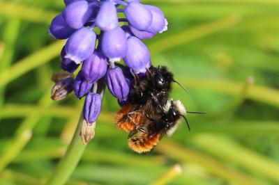 <i>Osmia cornuta</i>