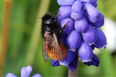 <i>Osmia cornuta</i>
