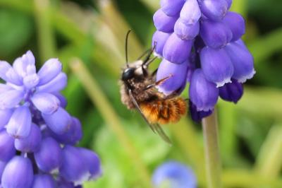 <i>Osmia cornuta</i>