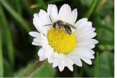<i>Andrena trimmerana</i>