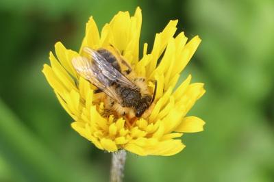 <i>Andrena trimmerana</i>
