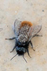 <i>Osmia cornuta</i>