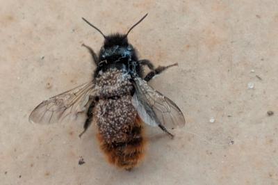 <i>Osmia cornuta</i>
