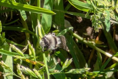 <i>Andrena cineraria</i>