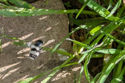 <i>Andrena cineraria</i>