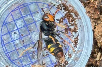 <i>Vespa velutina</i>