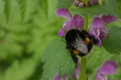 <i>Bombus</i>