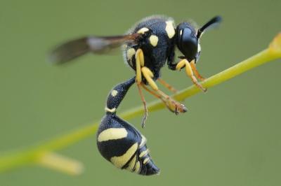 <i>Eumenes</i>