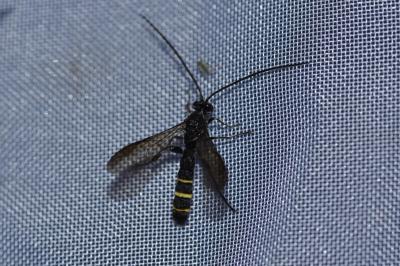 <i>Metopius citratus</i>