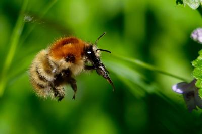 <i>Bombus</i>