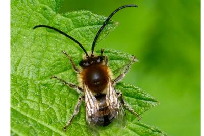 <i>Eucera</i>
