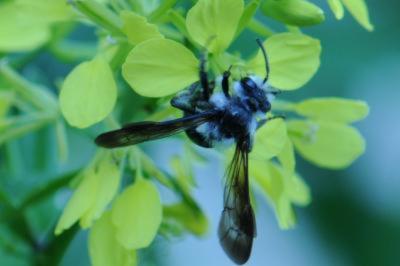<i>Andrena agilissima</i>