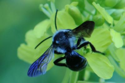 <i>Andrena agilissima</i>