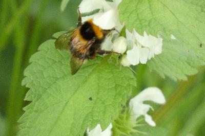 <i>Bombus</i>