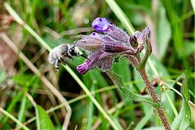 <i>Anthophora plumipes</i>