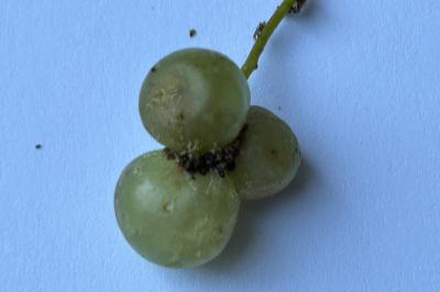 <i>Neuroterus quercusbaccarum</i>